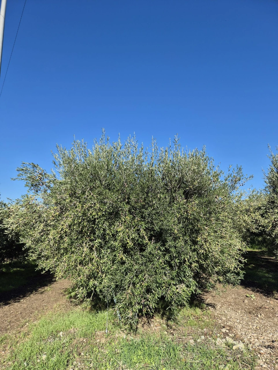 olive tree