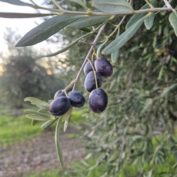 purple olives