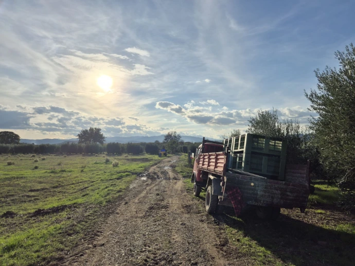 CLYR early harvest