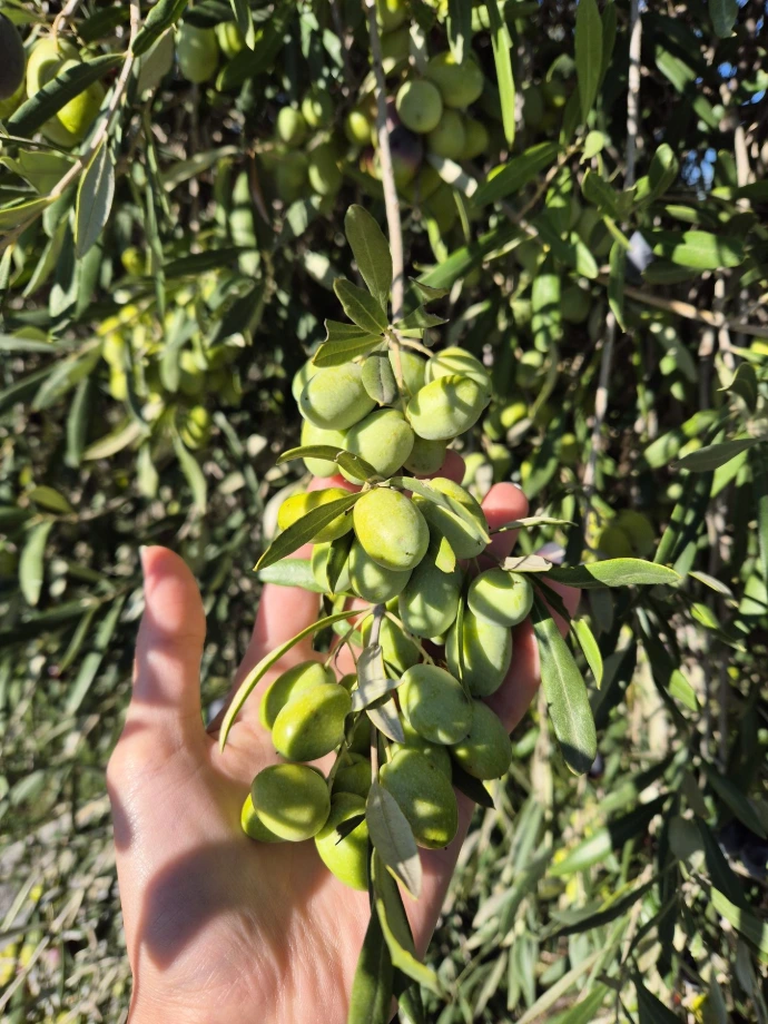 CLYR early harvest green olives