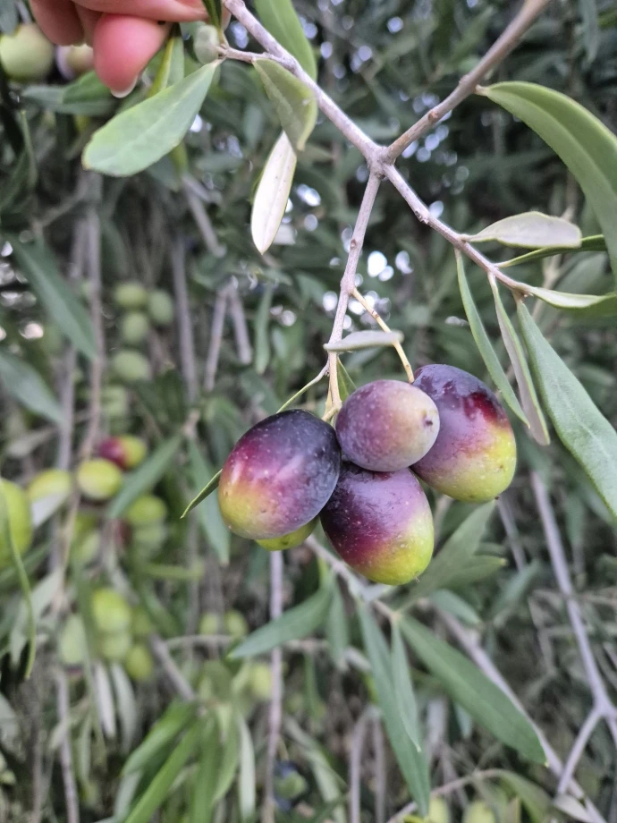 CLYR early harvest mix olive