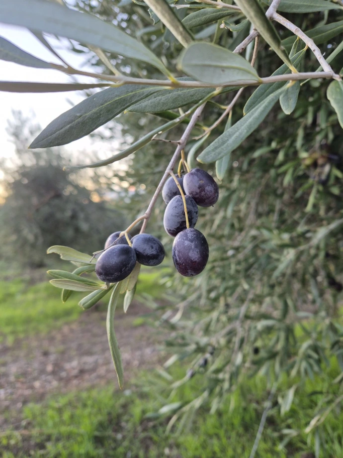 CLYR early harvest purple olive